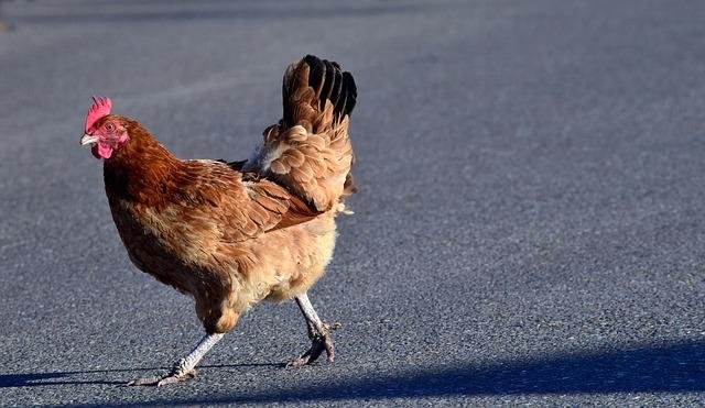 Image: Het Populaire Chickens Road Spel in Nederland Verschijnt Online Nu